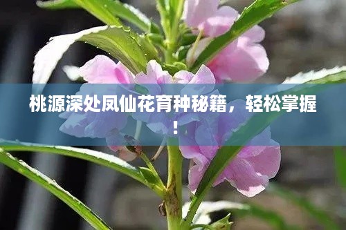 桃源深处凤仙花育种秘籍,轻松掌握! 桃源深处凤仙花育种秘籍,轻松掌握!
