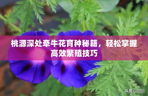 桃源深处牵牛花育种秘籍，轻松掌握高效繁殖技巧