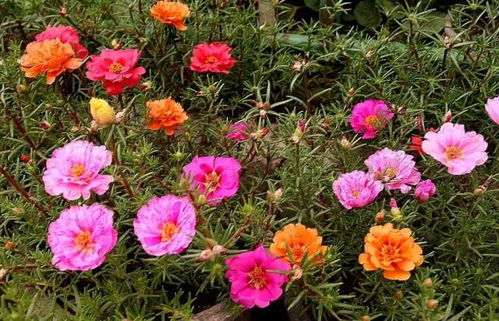 绿叶炫舞挂,庭院红花