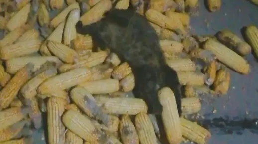 《浣熊机密解锁！腐烂玉米粒获取攻略》