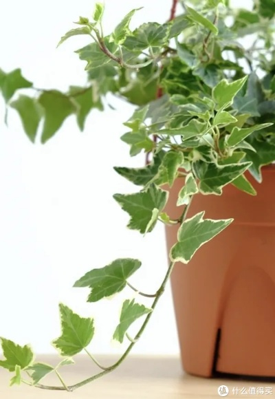 夏洛特的长青藤,哪个更适合我