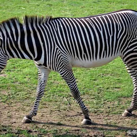 fm2009修改器（哪个修改器好用）