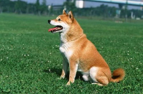 009智能狗多少钱？详细价格配置介绍！