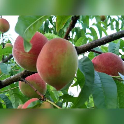 口袋妖怪叶绿版攻略,口袋妖怪叶绿图文攻略