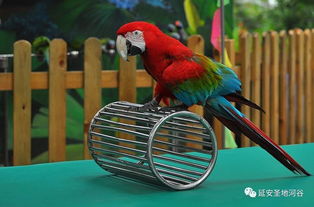 梦幻小金刚,暹罗猫取名