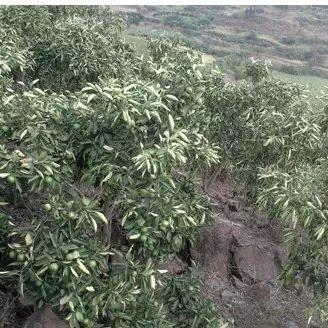 《逆境求生》攻略：深度解析操作界面与求生合成技巧揭秘