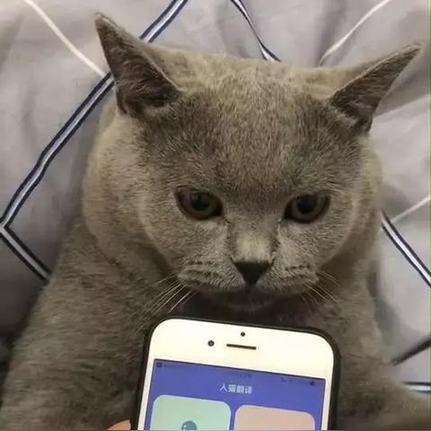 human to cat, 猫语翻译器真的能解开猫语之谜吗