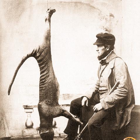 《猛兽之地》攻略揭秘：系统玩法详解与高效操作技巧分享