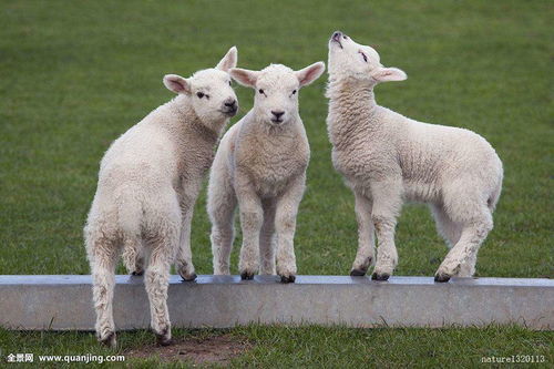 《羊了个羊》第二关必胜秘籍！10月9日高效通关攻略大揭秘