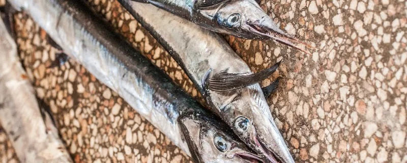 喜欢梭子鱼,  有什么特别的烹饪技巧吗