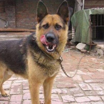 《我的世界》陷阱小屋建造攻略：新手必看，高效陷阱屋制作技巧揭秘