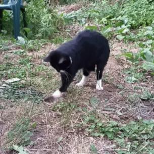 《怪物猎人世界》捕捉小动物攻略：详尽位置解析及技巧分享