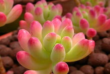 多肉绮罗和魔法绮罗与纱罗有什么关系？内行人才懂