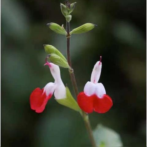 火炬之光2野蛮套装，点燃战斗激情的传奇装备