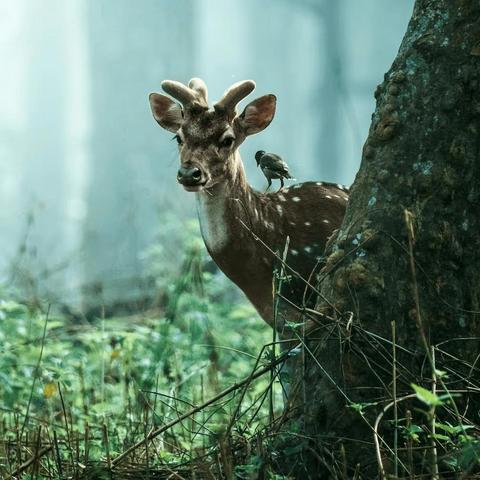 《英雄连：勇气传说》安装不求人，图文教程轻松上手攻略！