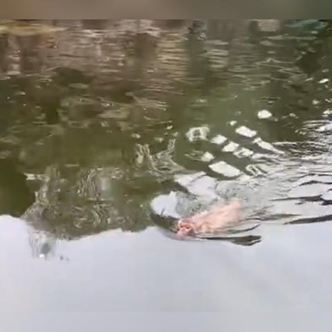 《不要喂食猴子》攻略揭秘：轻松通关必看技巧，解锁隐藏成就！