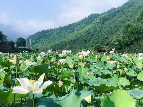 2022天刀从龙攻略，全维度剖析，开启从龙之路