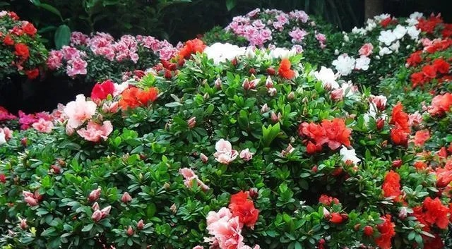 揭秘德武寄予安的含义:杜鹃背后的故事与文化内涵 揭秘德武寄予安的含义:杜鹃背后的故事与文化内涵