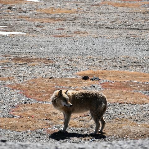 《孤岛惊魂5》火星DLC攻略：揭秘迷失火星生存技巧，轻松通关！