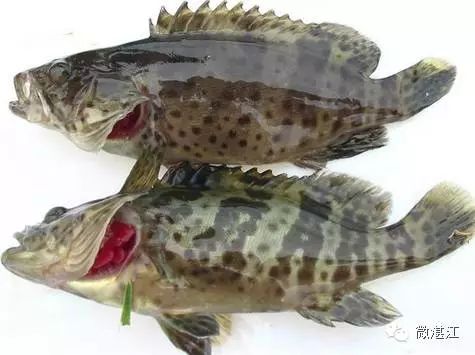 石斑鱼哪种最好吃?常见品种都给你总结好了! 石斑鱼哪种最好吃?常见品种都给你总结好了!