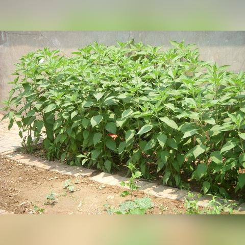 植物大战僵尸2 官方（秋季更新带来了哪些惊喜）