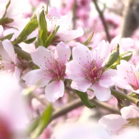 《无主之地4》正在行动突击步枪获取攻略:揭秘行动模式独占秘境 《无主之地4》正在行动突击步枪获取攻略:揭秘行动模式独占秘境