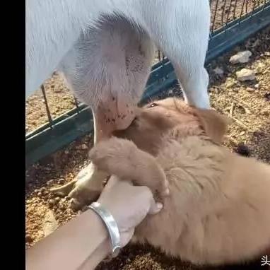 迅雷狗狗书籍下载,手机版和电脑版有什么区别