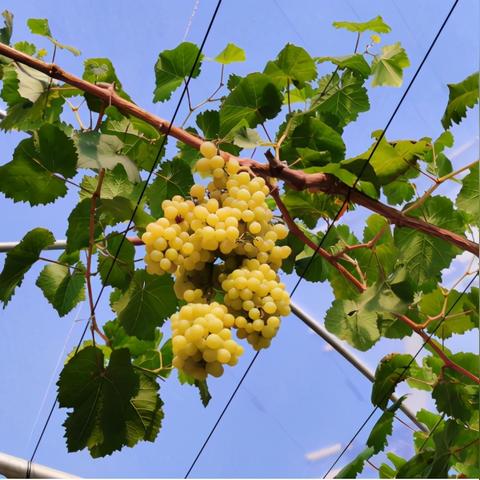 村长打天下经营系统攻略：揭秘全新策略，轻松征服天下！