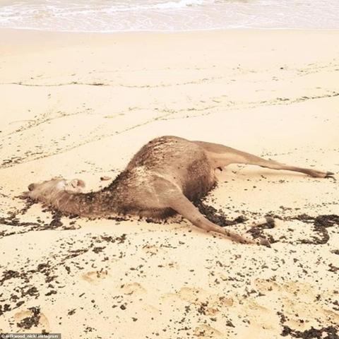 天启四骑士：探索末日的四大骑士传说