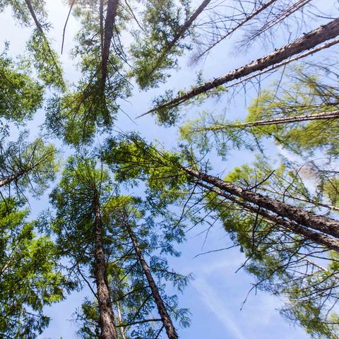 探秘保卫萝卜丛林3，一场惊险刺激的冒险之旅