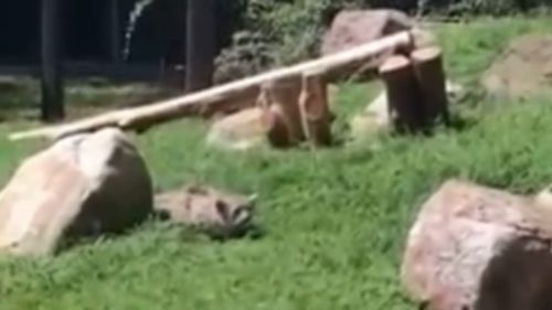 血豹,雪豹的性格