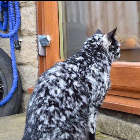 传奇小霸王怎么玩?新手快速上手攻略看这里! 传奇小霸王怎么玩?新手快速上手攻略看这里!