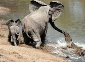 象鼻兽,如何体现当时的政治文化？