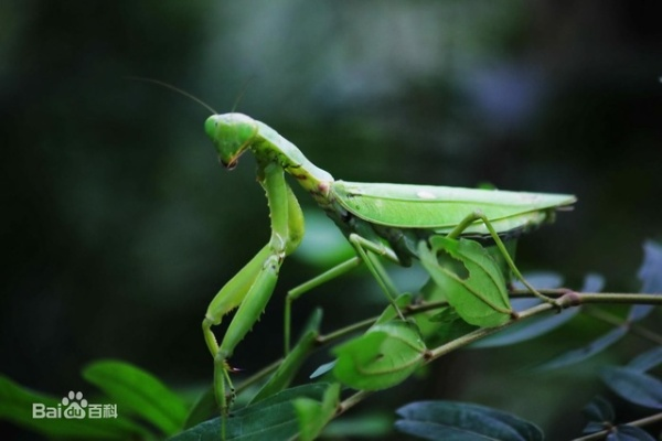 螳螂高原稀有,为什么它们会这么珍贵? 螳螂高原稀有,为什么它们会这么珍贵?