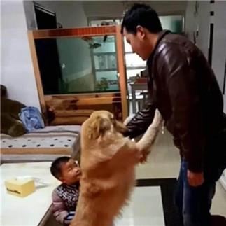 保卫萝卜 攻略（让萝卜更壮、宠物更厉害、路线更长的通关策略好用吗）