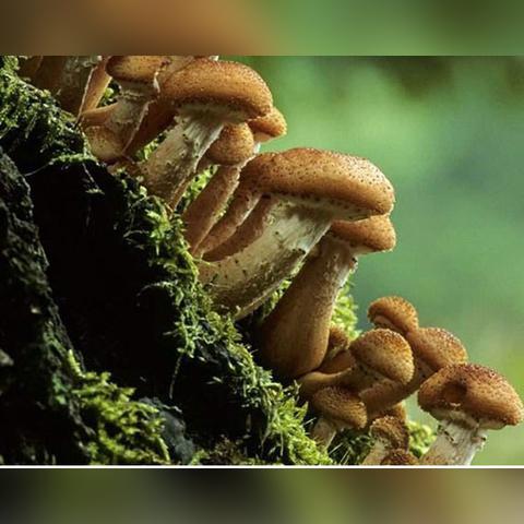 《原神》伞盖菌褶漏洞攻略：轻松掌握高效通关技巧！