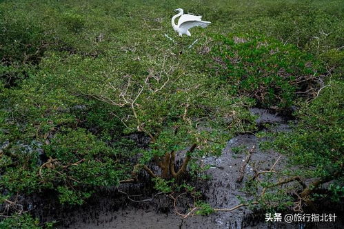 《原神》海上绮梦录第二日攻略揭秘！解锁第二关答案技巧分享