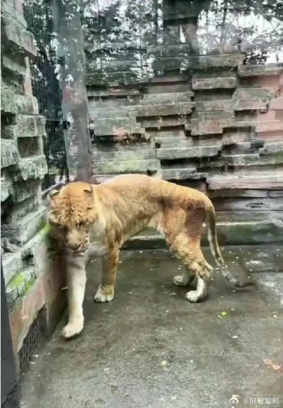 狮子瘦成“排骨”引关注，动物园回应称因健康问题