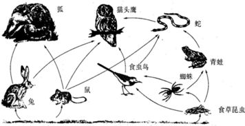 动物食物链全揭秘:生态系统中的能量传递之旅 动物食物链全揭秘:生态系统中的能量传递之旅