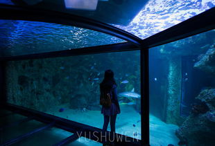 梦幻海底（值得你去体验吗）