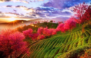 《地平线6》樱花之旅，蓄势待发，速度与激情新体验