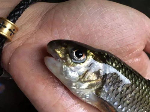 探寻金镖鱼的踪迹，哪里金镖鱼最多？