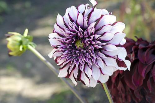 彼岸花值得培养吗，一场关于美丽与禁忌的深度探讨