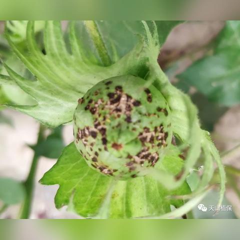 早游戏bt手游官网,免费享顶级福利