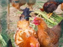 绒布火鸡,值得你去探索吗？