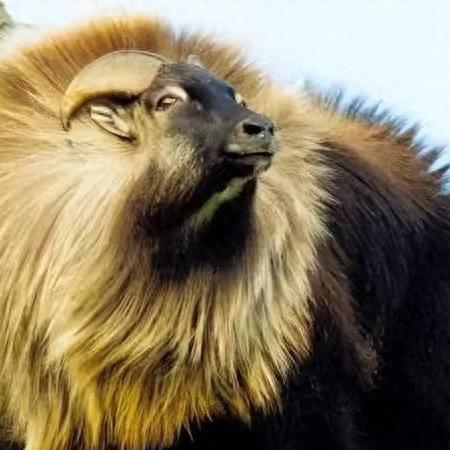 星际守望者守护者塔尔实战技巧!轻松上手攻略解析 星际守望者守护者塔尔实战技巧!轻松上手攻略解析