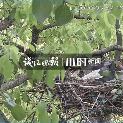 愤怒的小鸟 攻略,愤怒的小鸟半熟的鸟蛋27关怎么过