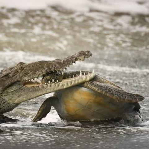 《怪物猎人世界》全收集攻略：详尽任务与鱼类盘点，解锁全成就秘籍