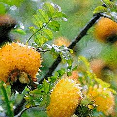 探秘猜人物图片答案大全图片的奇妙世界