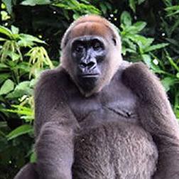 克罗斯河大猩猩,世界十大顶级珍稀动物